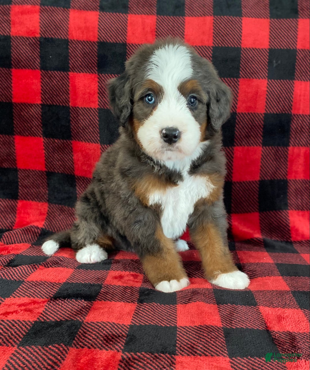 Bernedoodle dogs for sale: Princess - Ad 8