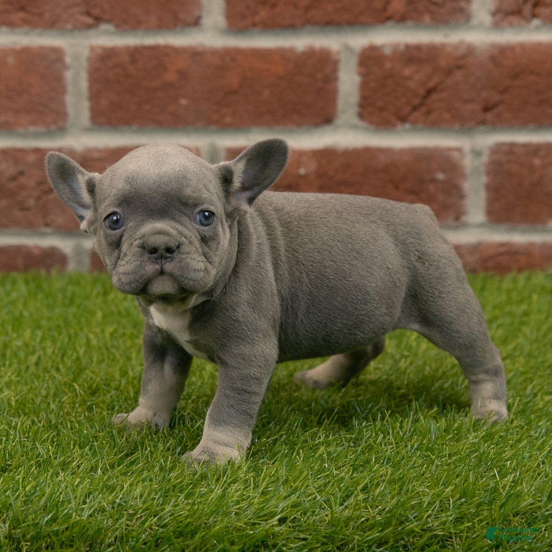 French Bulldog dogs for sale: Luna - Ad 5