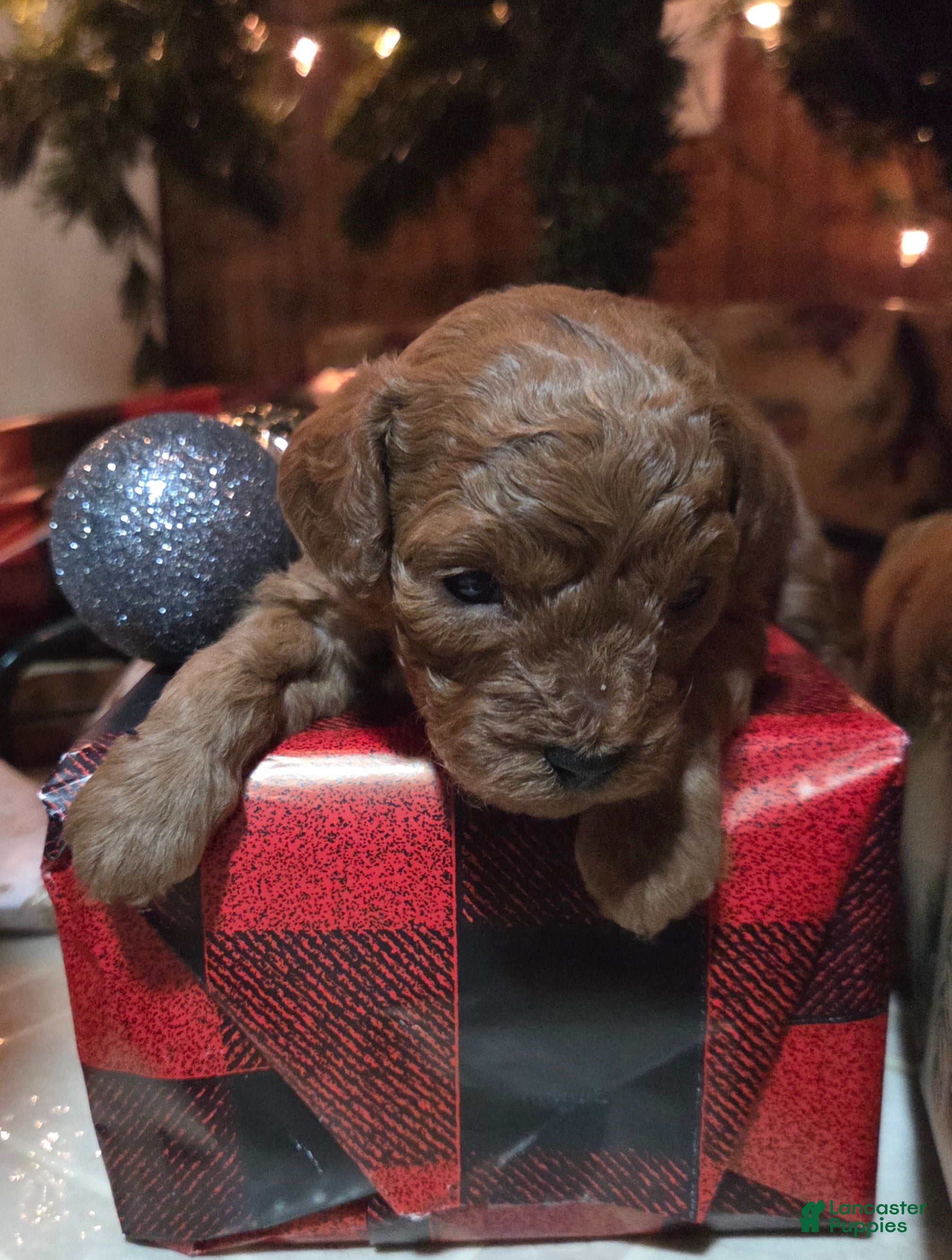 Cavapoo dogs Trey - Ad 41