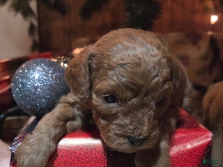 Cavapoo dogs Trey - Ad 41