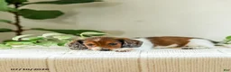 Miniature Dachshund dogs for sale: Aloha - Ad 5