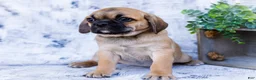 Puggle dogs for sale: Bella - Ad 5