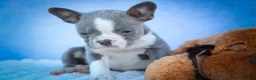 Frenchton dogs for sale: Pumpkin 🎃 - Ad 7