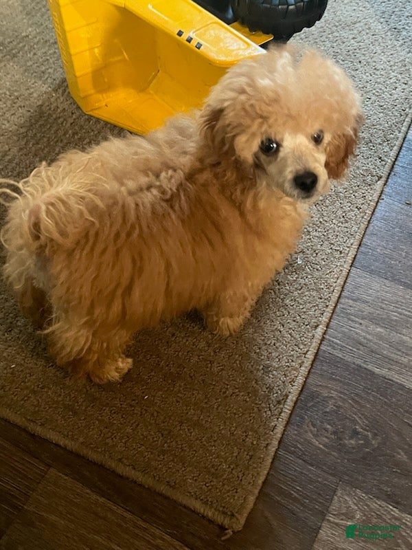 Toy Poodle dogs for sale: Toy Poodle Boy - Ad 3