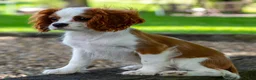 Cavalier King Charles Spaniel dogs for sale: Murray - Ad 4