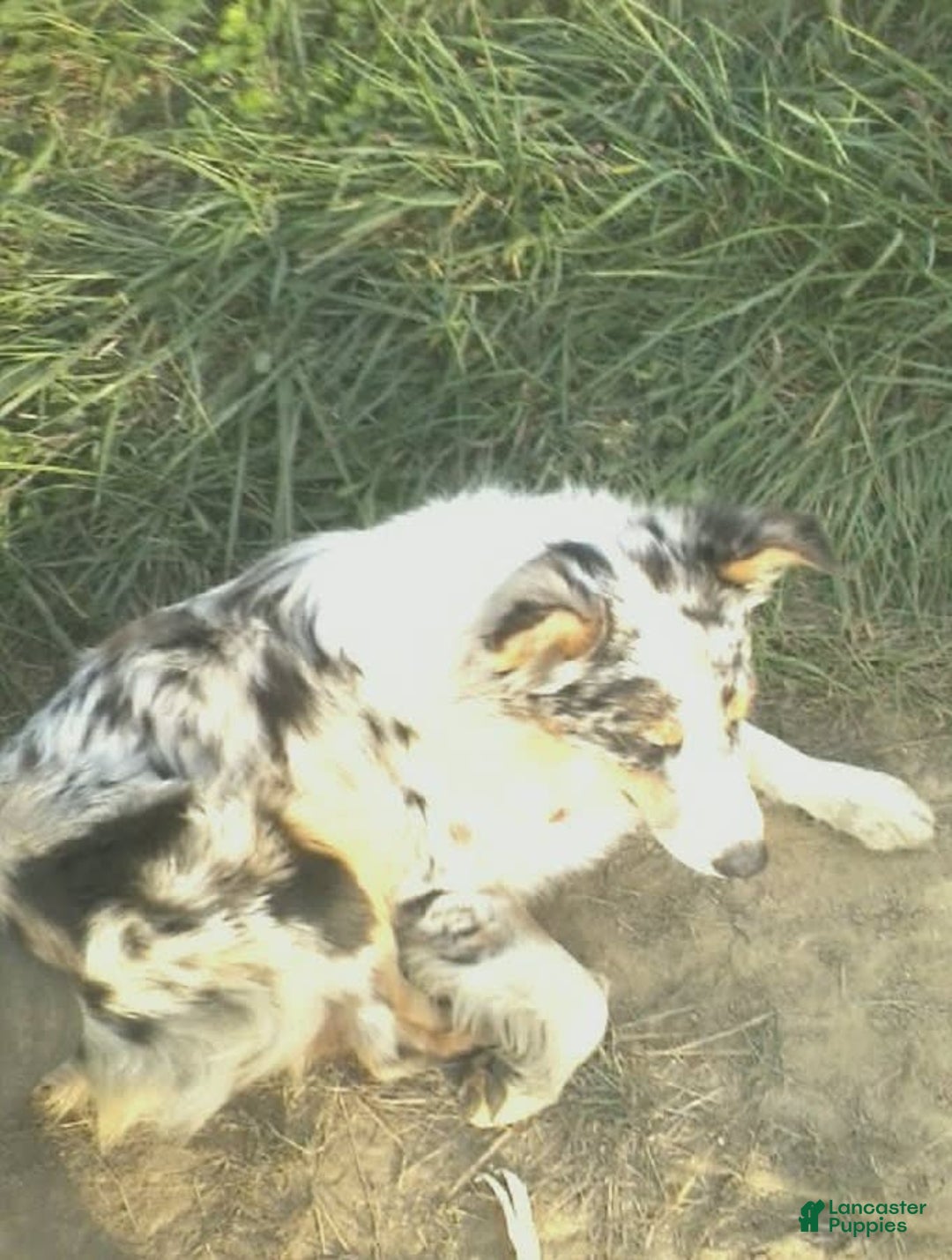 Gallery Image {{count}}