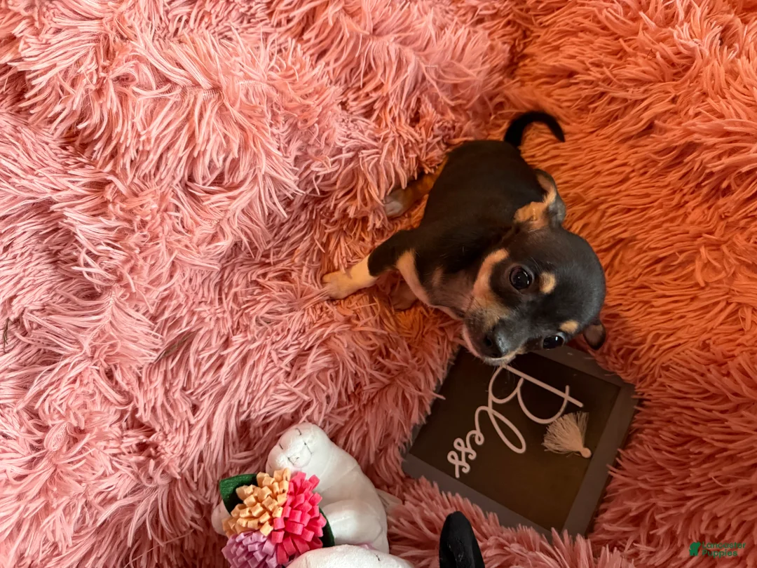 Chihuahua dogs for sale: Teacup Roxie - Ad 3