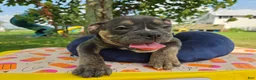 Olde English Bulldogge dogs for sale: Ryder - Ad 6