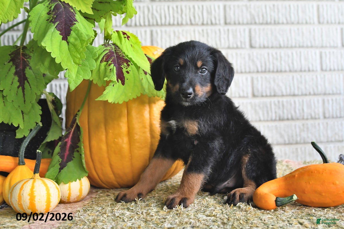 Mixed Breed dogs Theo - Ad 1