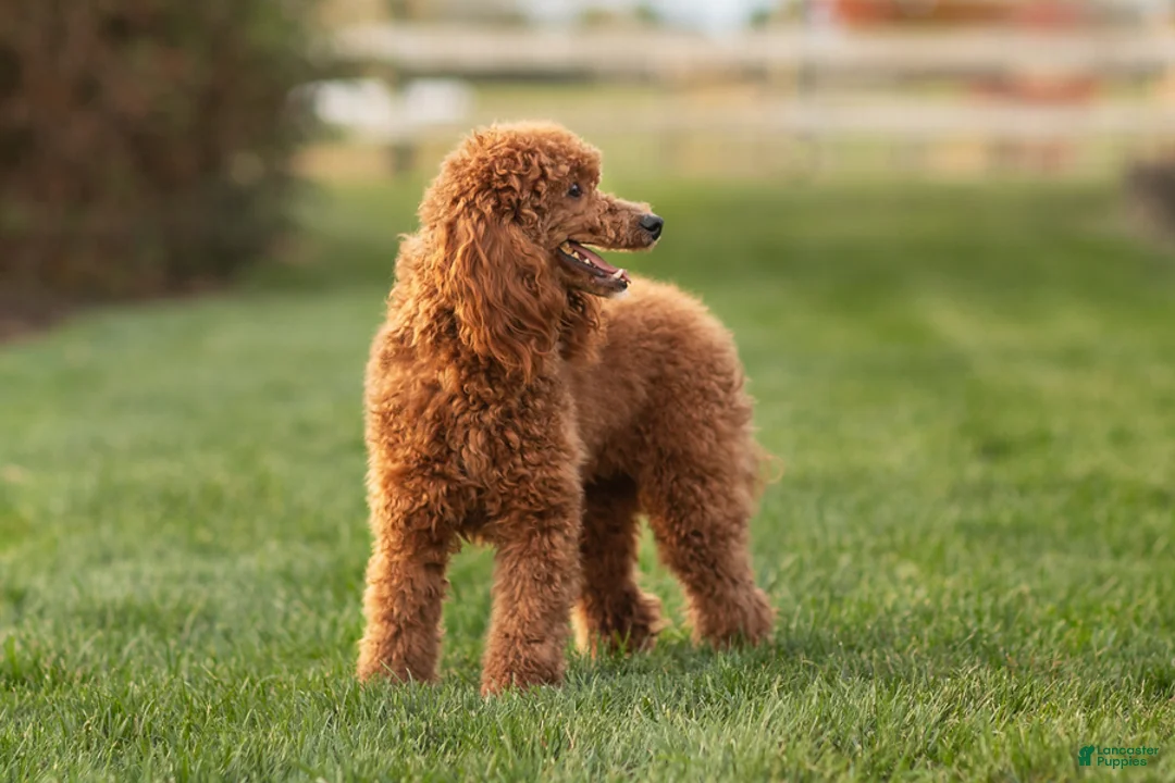 Miniature Poodle dogs for sale: Jace - Ad 5