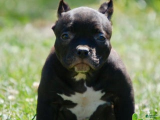 American Bully dogs - Ad 26