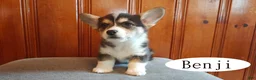 Welsh Corgi Pembroke dogs for sale: Benji - Ad 2