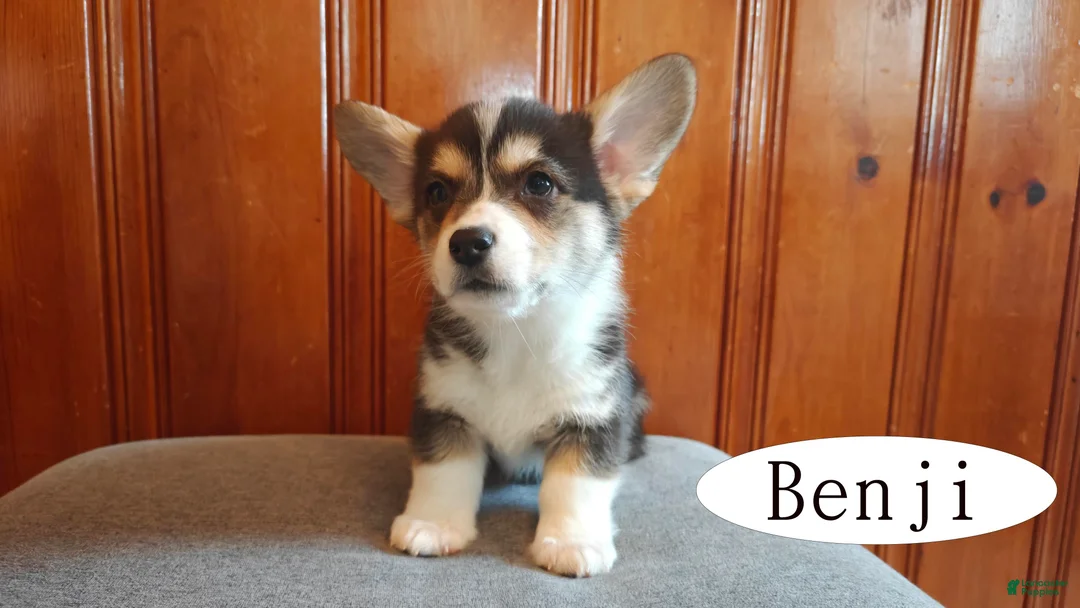Welsh Corgi Pembroke dogs for sale: Benji - Ad 2
