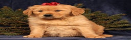 Golden Retriever dogs for sale: Denver - Ad 5