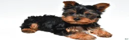 Yorkshire Terrier dogs for sale: Jet - Ad 7