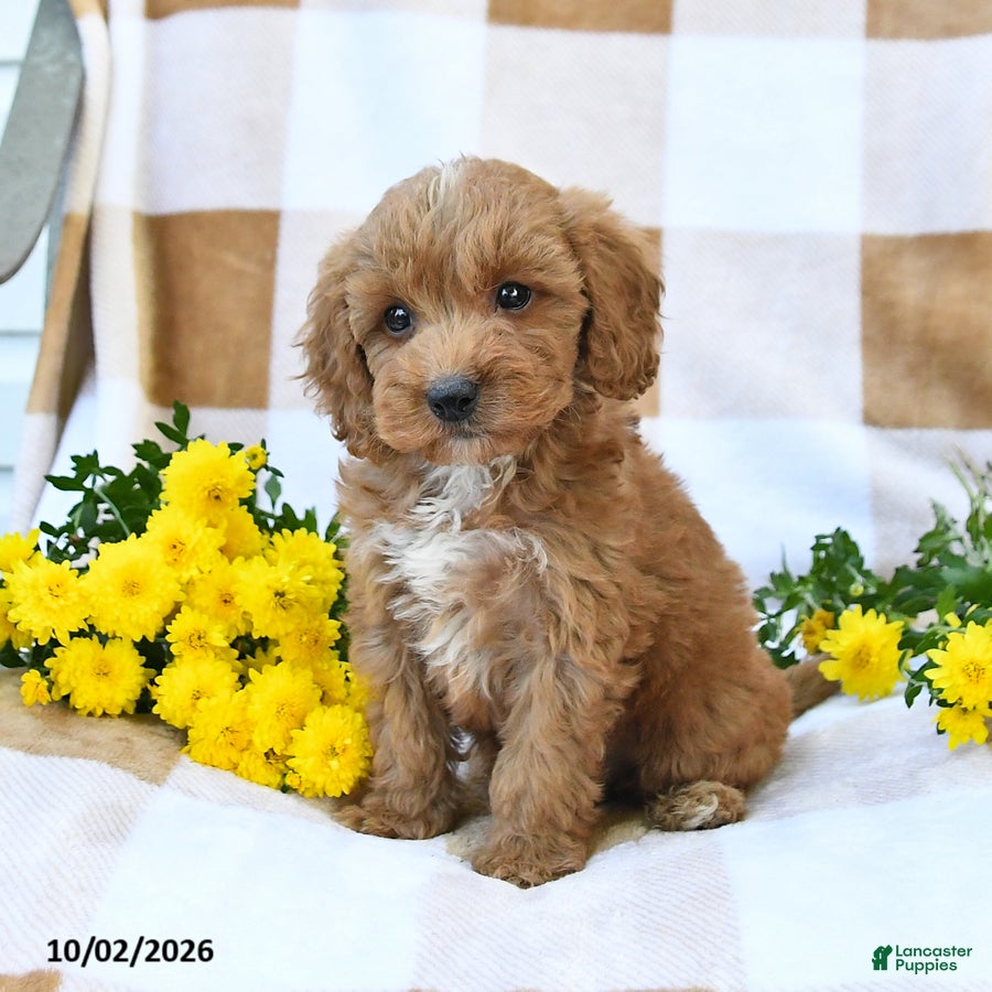 Cockapoo dogs Mason - Ad 2