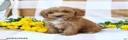 Cockapoo dogs for sale: Mason - Ad 2