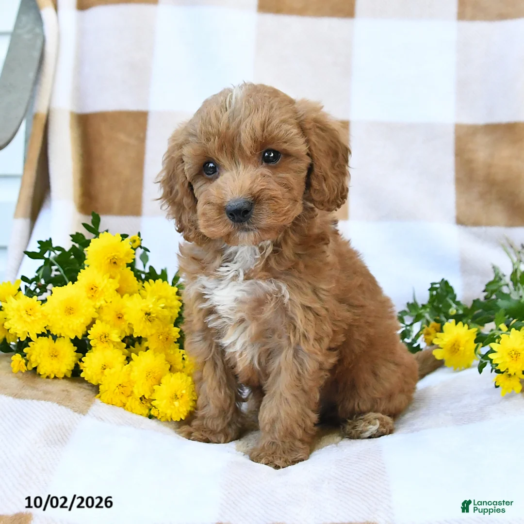 Cockapoo dogs for sale: Mason - Ad 2