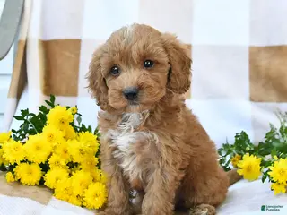 Cockapoo dogs Mason - Ad 2