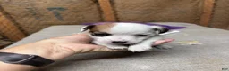 Jack Russell Terrier dogs for sale: Boy 2 - Ad 4