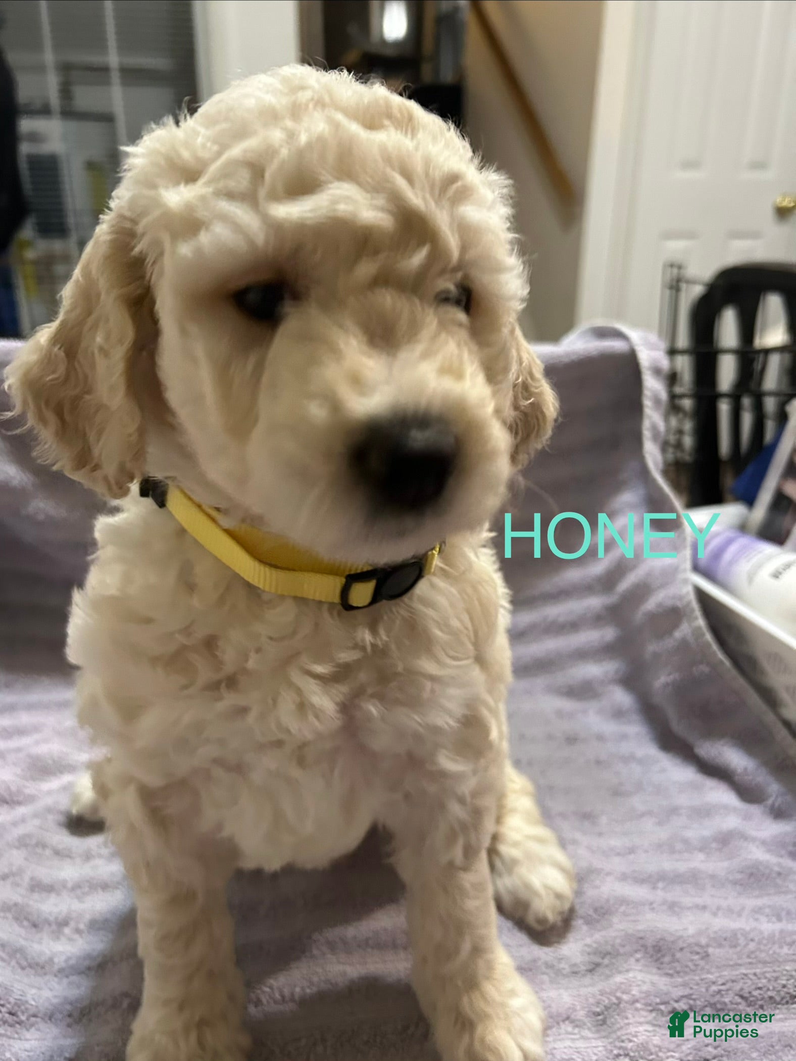Goldendoodle dogs Honey- Yellow Female Goldendoodle  - Ad 10