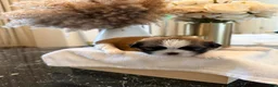 Shih Tzu dogs for sale: Rainy 🌧️ | Female - Price Negotiable - Ad 9