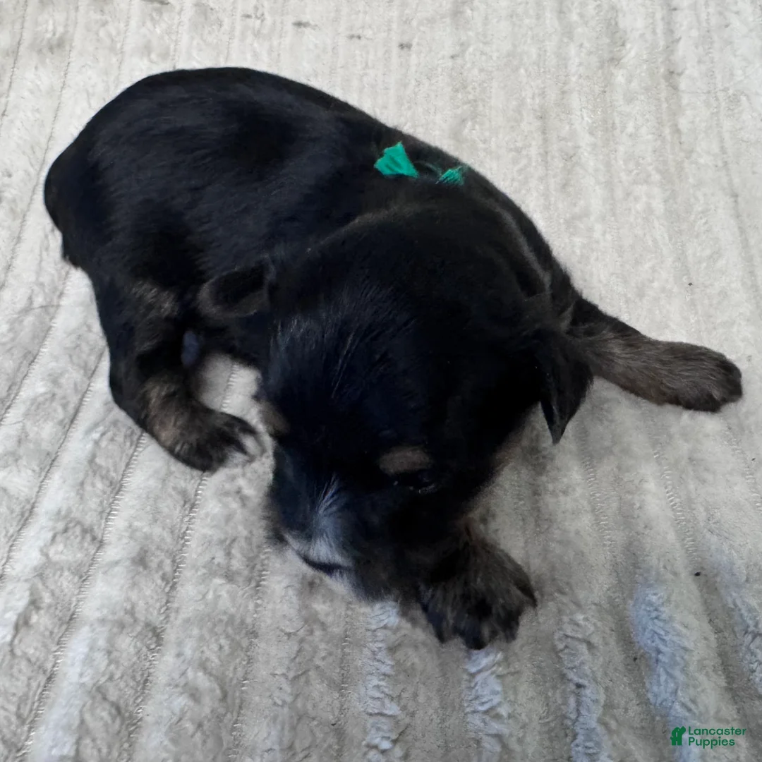 Yorkshire Terrier dogs for sale: Milo-Green - Ad 2