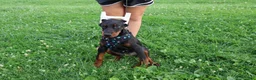 Doberman Pinscher dogs for sale: Doberman Pinscher 1 - Ad 31