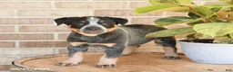 Australian Cattle Dog dogs for sale: Missy - Ad 3