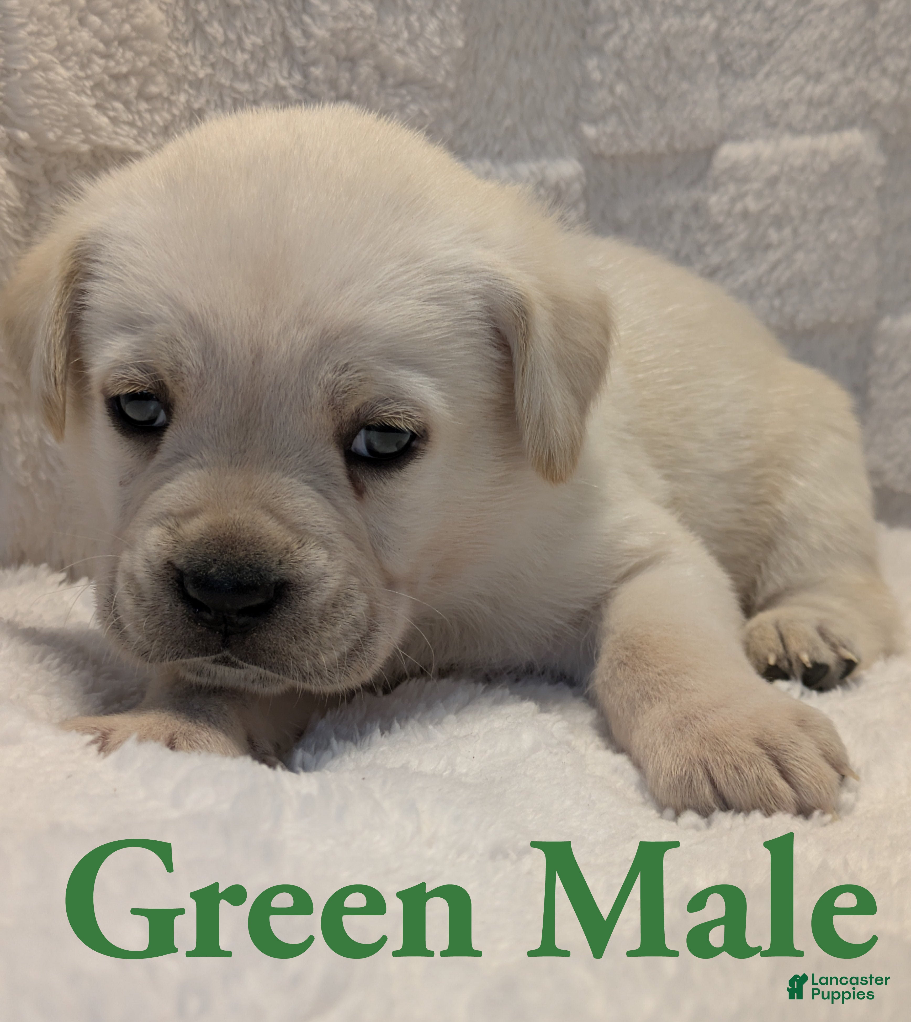 Cane Corso dogs Green  - Ad 18