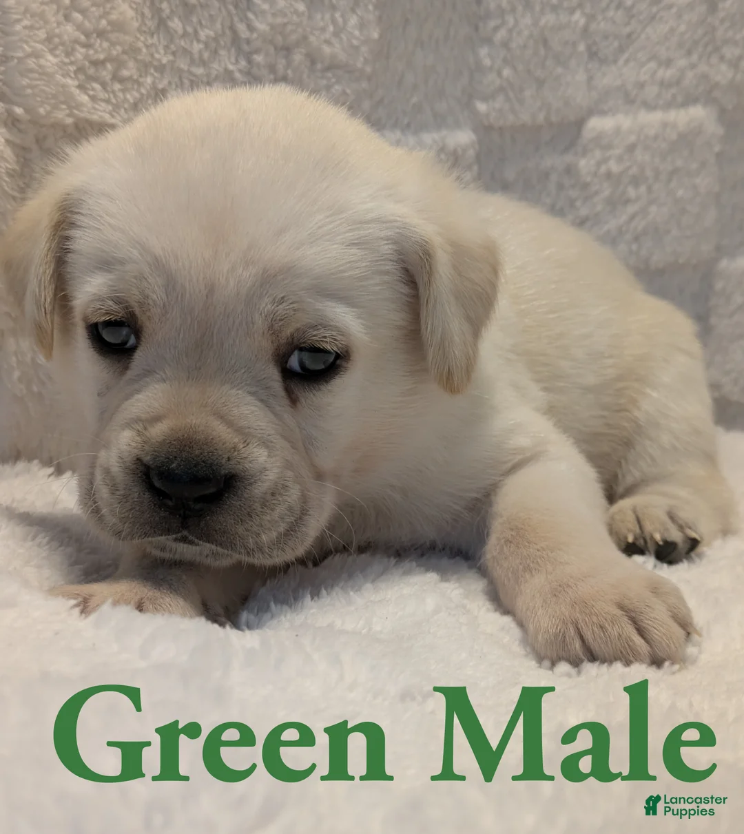 Cane Corso dogs for sale: Green  - Ad 1