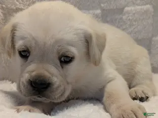 Cane Corso dogs Green - Ad 18