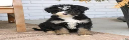 Mini Bernedoodle dogs for sale: Sadie  - Ad 4