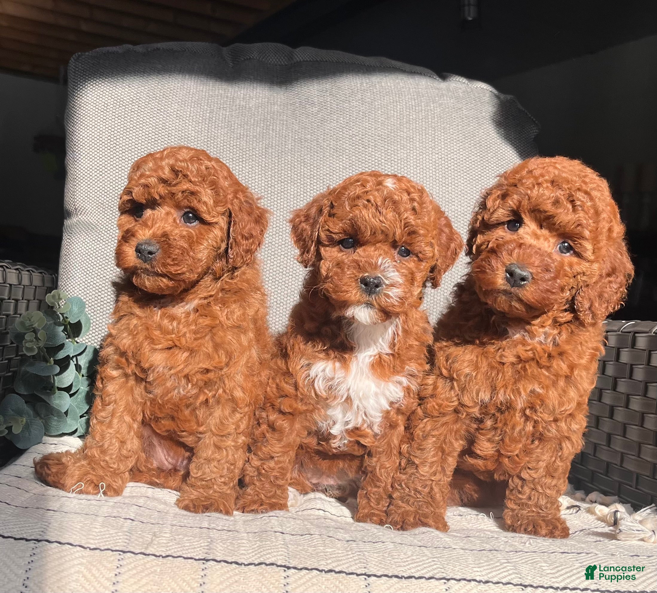Miniature Poodle dogs Auburn❤️🐾Akc Genetic Tested Parents❤️Call 717-529-1907 - Ad 30