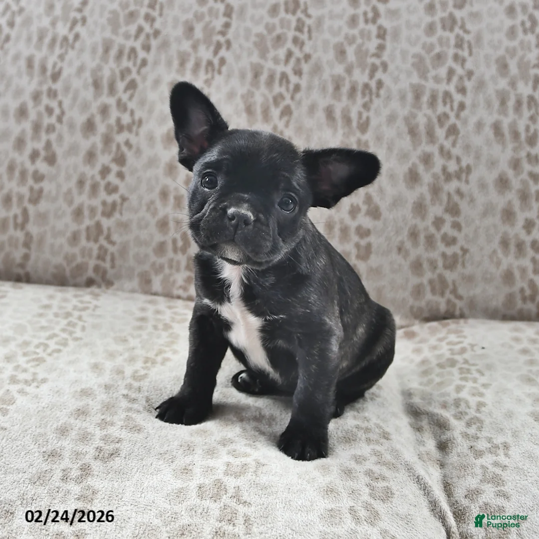 Frenchton dogs for sale: Aurora - Ad 2