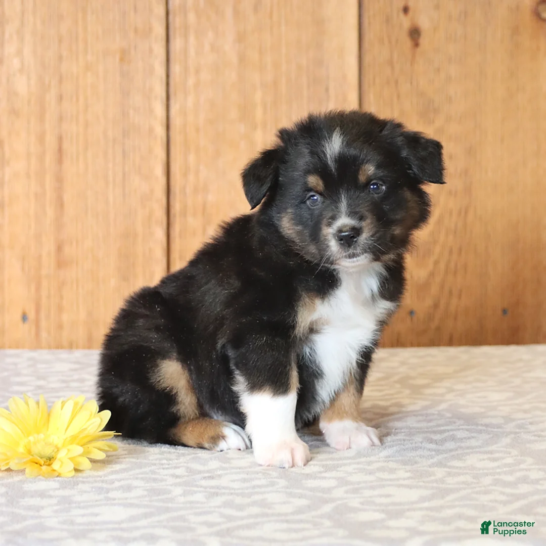 Miniature Australian Shepherd dogs for sale: Dash - Ad 5