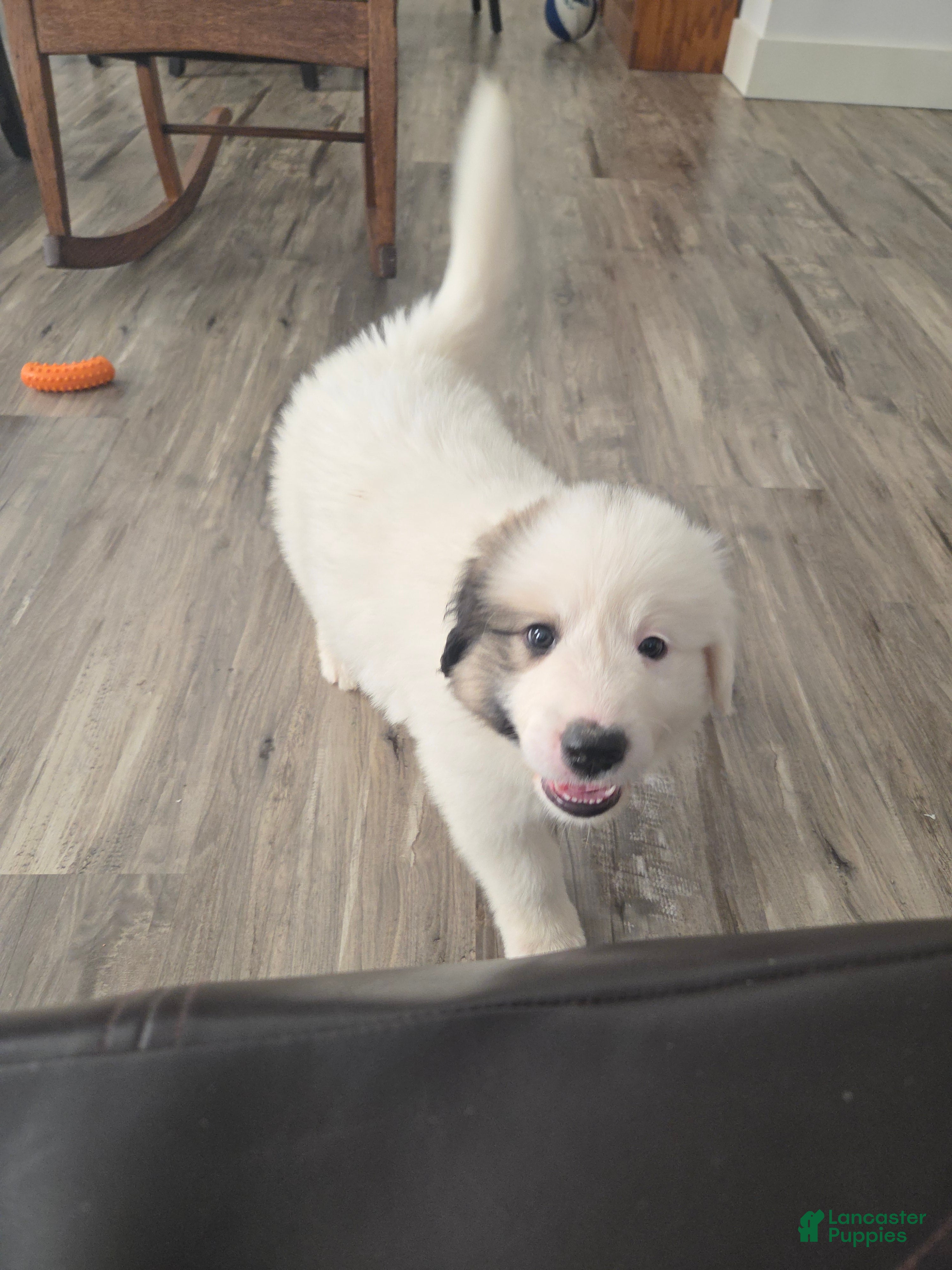Great Pyrenees dogs Spot - Ad 2