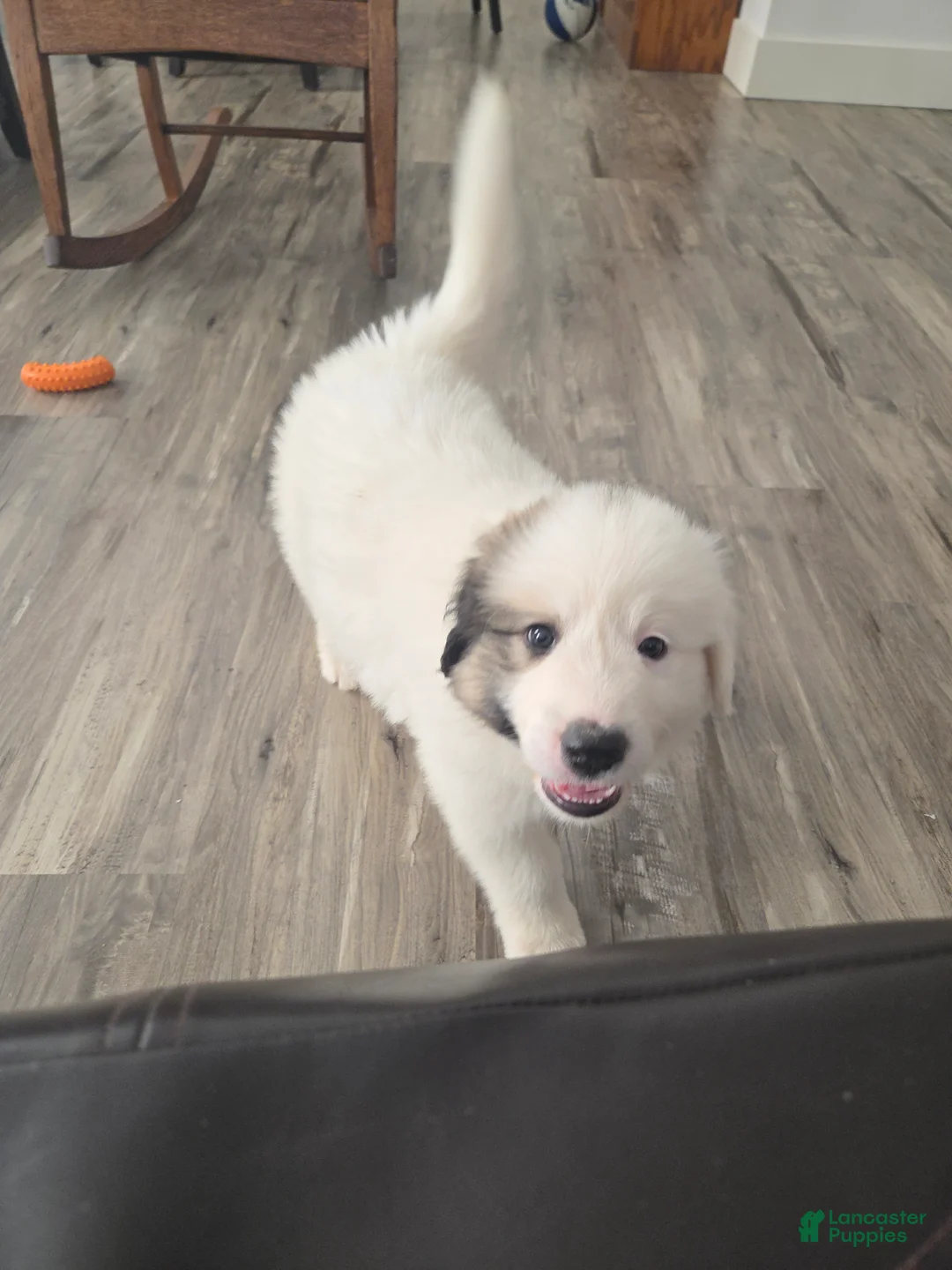 Great Pyrenees dogs for sale: Spot - Ad 2