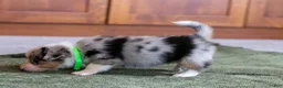 Mixed Breed dogs for sale: Ringo - Ad 8