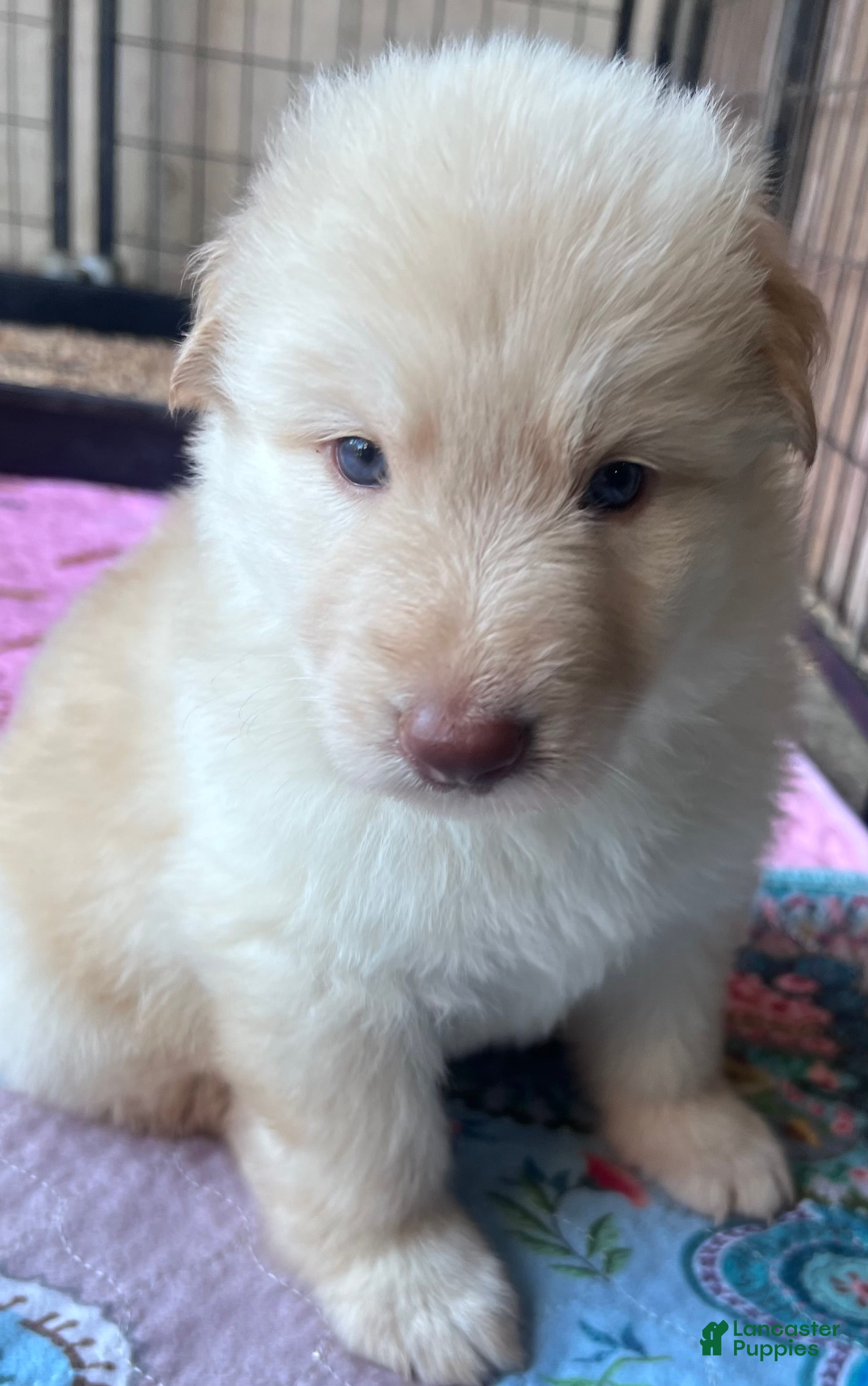 German Shepherd dogs Light Isabella male  - Ad 2