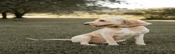 Goldendoodle dogs for sale: Ginger - Ad 5