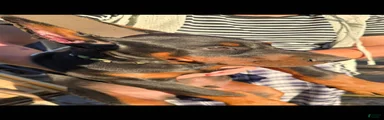 Doberman Pinscher Puppy 1