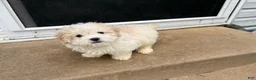 Maltipoo dogs for sale: Maltipoo 1 - Ad 1