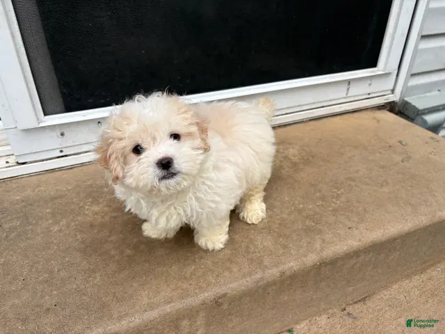 Maltipoo dogs for sale: Maltipoo 1 - Ad 1