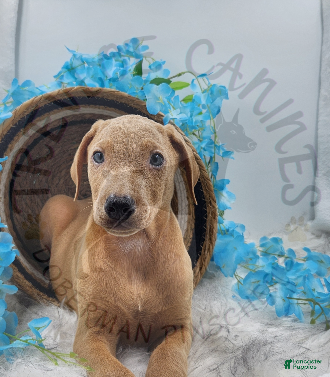 Doberman Pinscher dogs for sale: Aspen - Ad 5