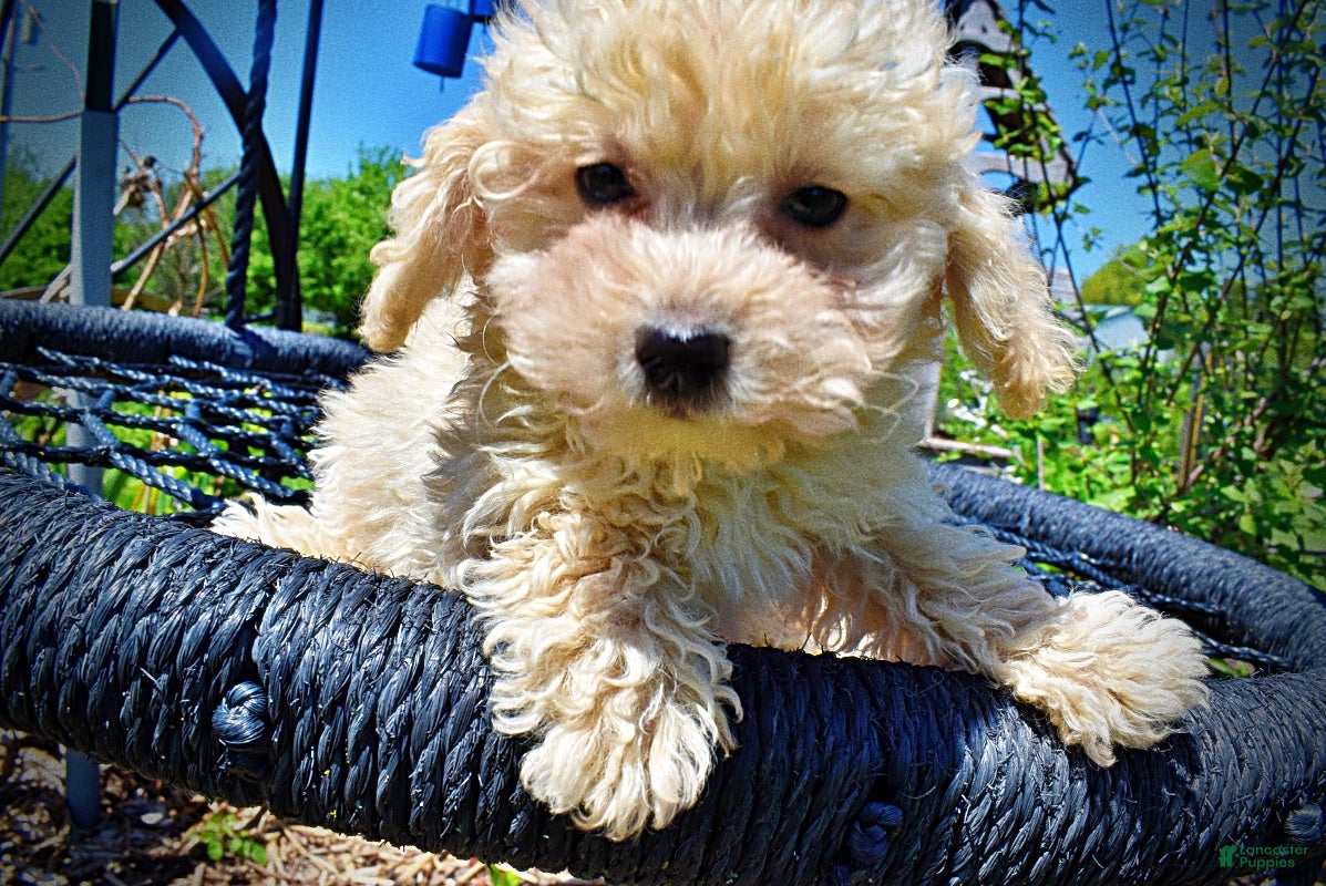 Havapoo dogs Nacho - Ad 2