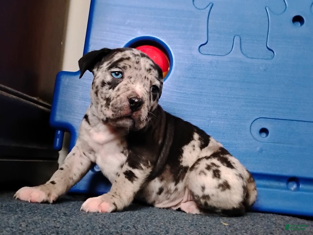 American Bully dogs for sale: KANO - Ad 8