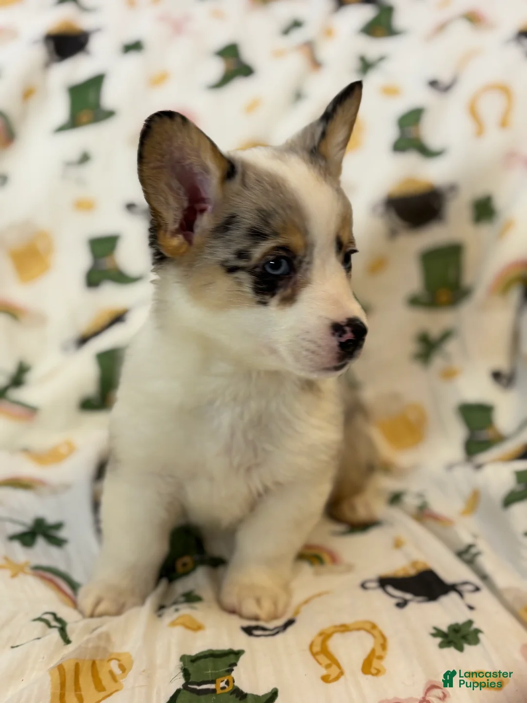 Mixed Breed dogs for sale: Fawna - Ad 2