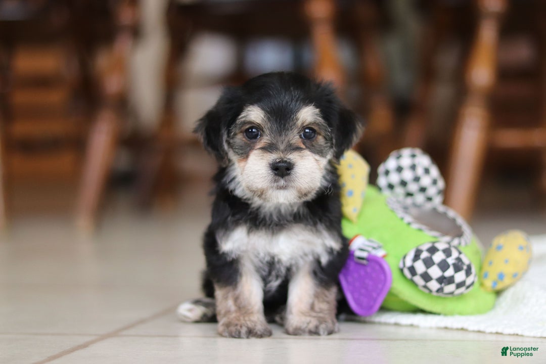 Morkie dogs for sale: Benson - Ad 16