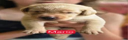 Labrador Retriever dogs for sale: Mario - Ad 11
